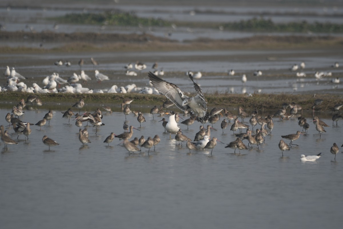 オオズグロカモメ - ML646743064