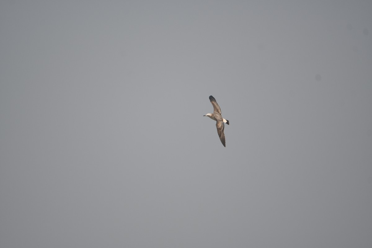 オオズグロカモメ - ML646743065