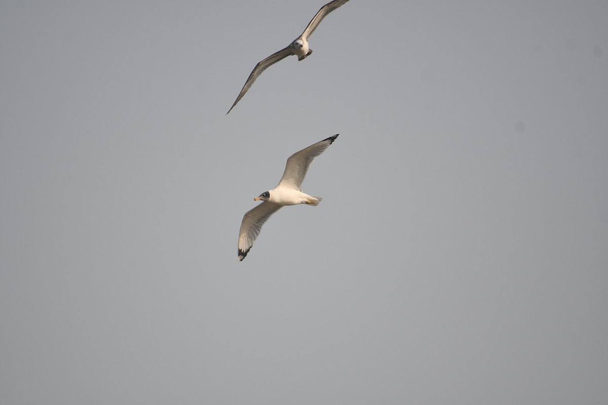 オオズグロカモメ - ML646743066