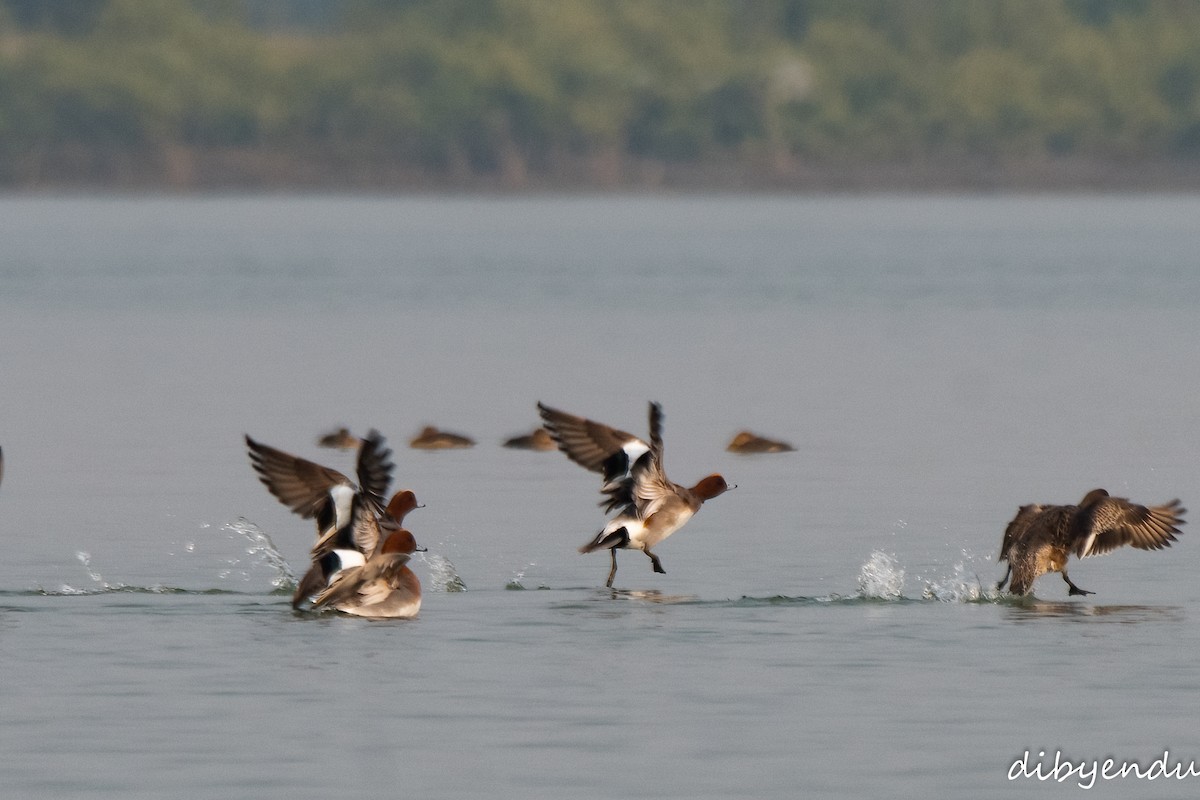 Canard siffleur - ML646743067