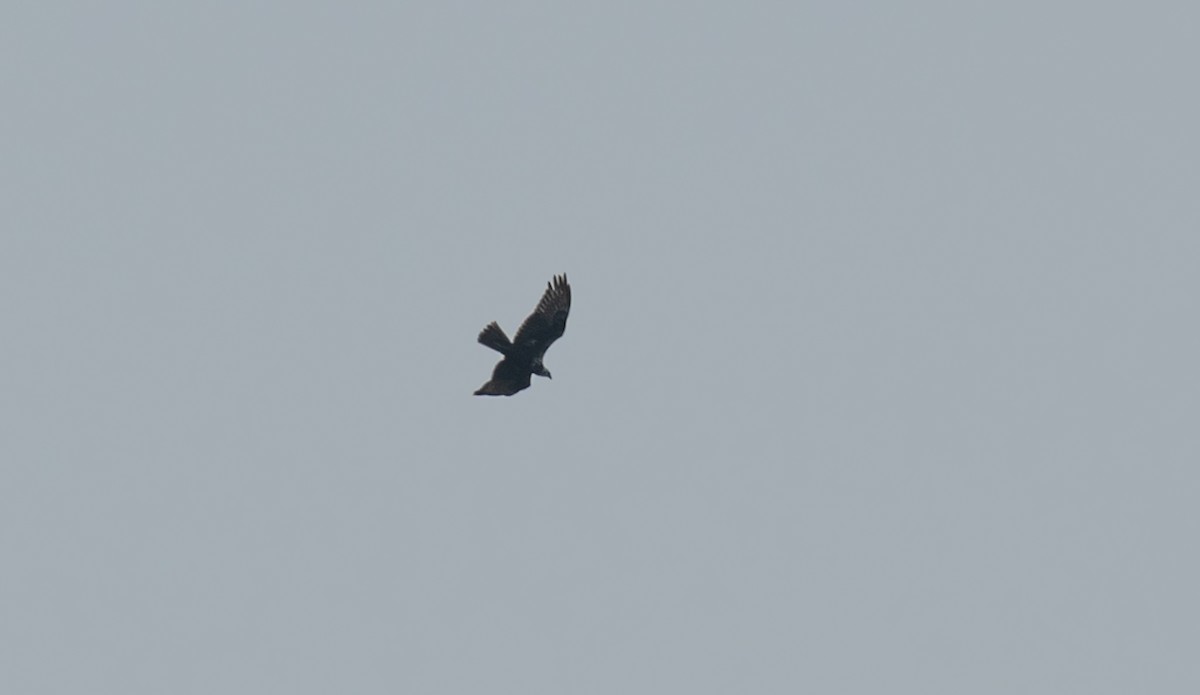 Eastern Marsh Harrier - ML646743069
