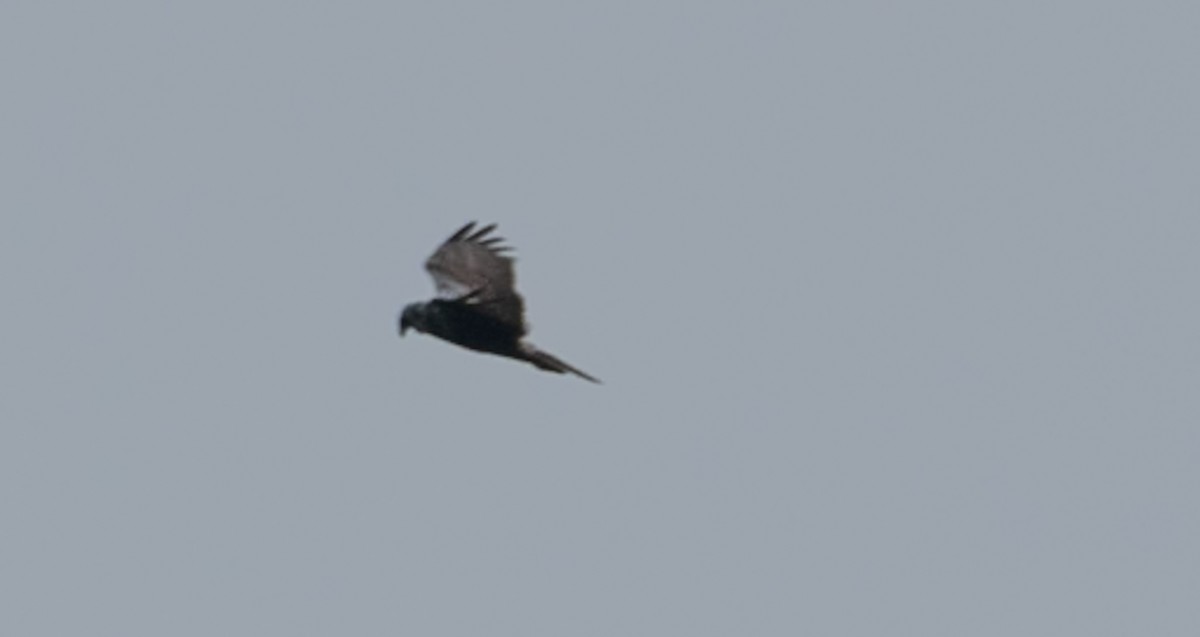Eastern Marsh Harrier - ML646743070