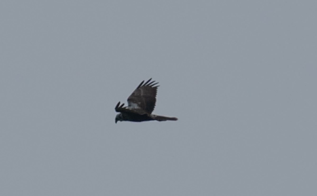 Eastern Marsh Harrier - ML646743071