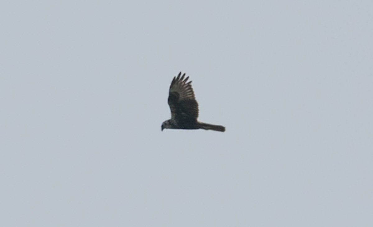 Eastern Marsh Harrier - ML646743072