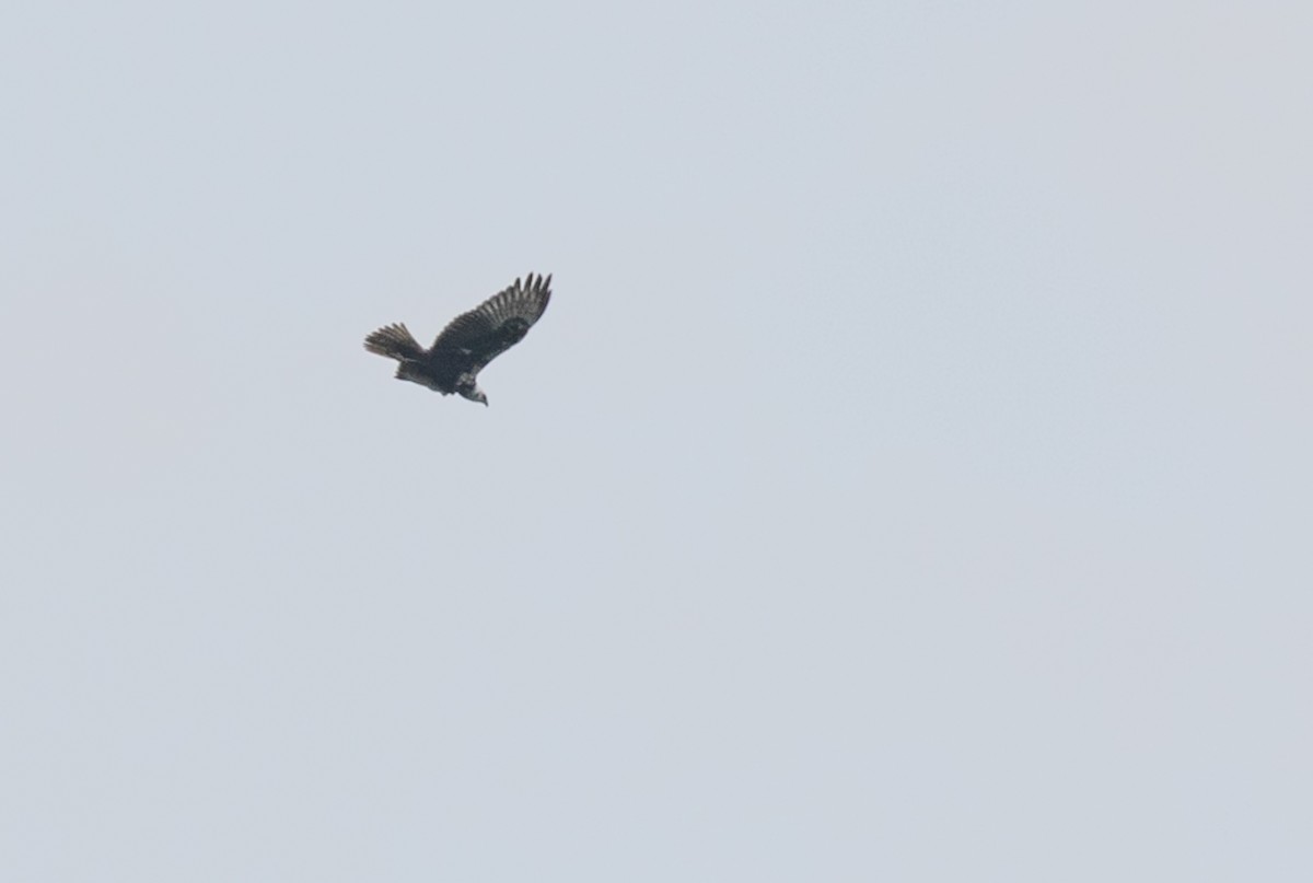 Eastern Marsh Harrier - ML646743073