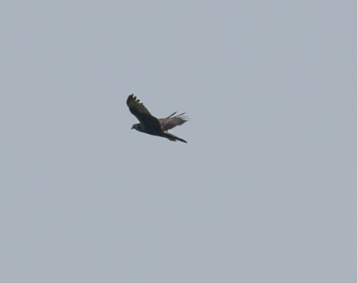 Eastern Marsh Harrier - ML646743074