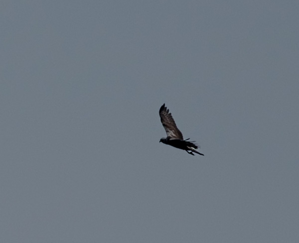 Eastern Marsh Harrier - ML646743077