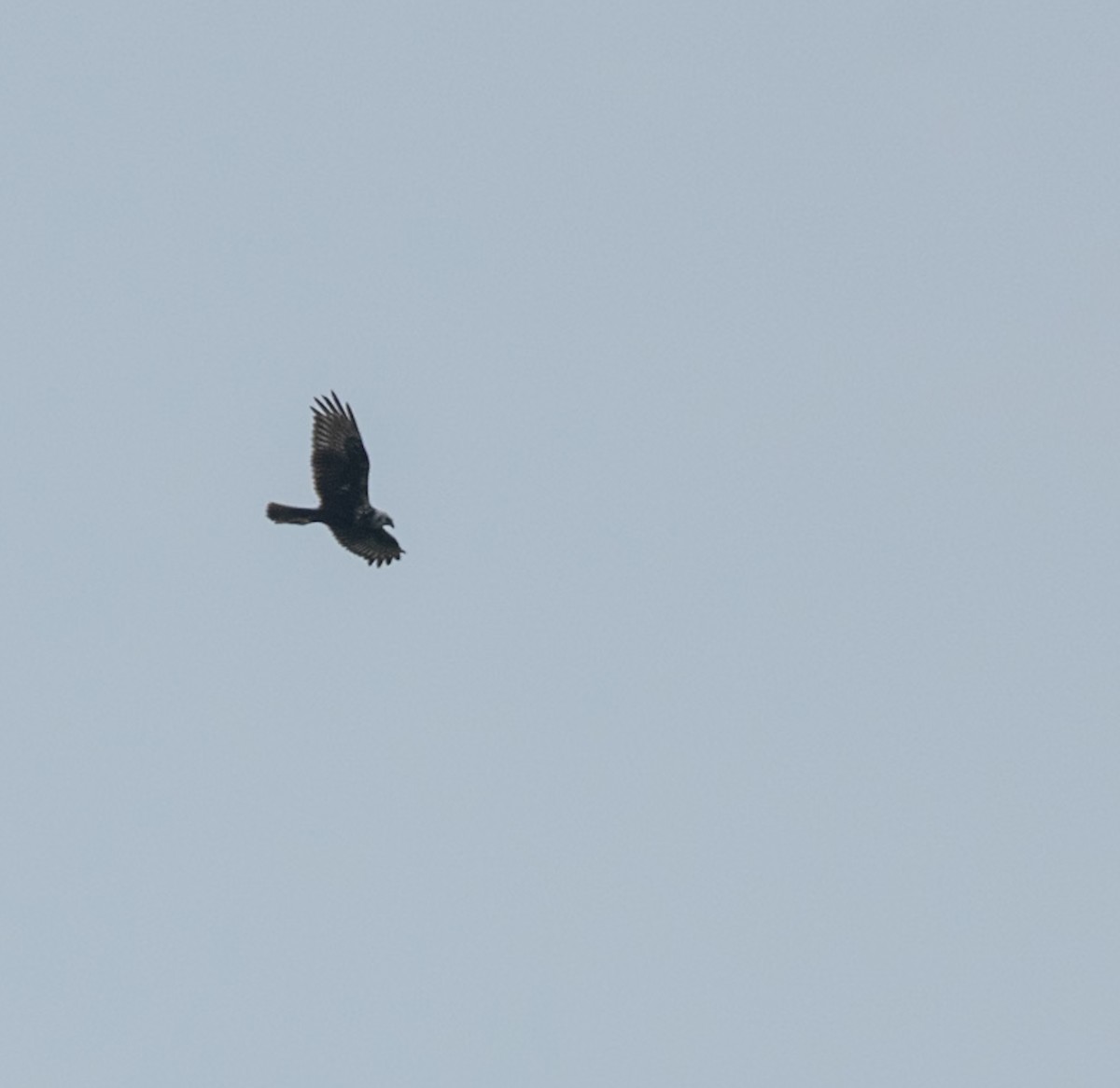 Eastern Marsh Harrier - ML646743078