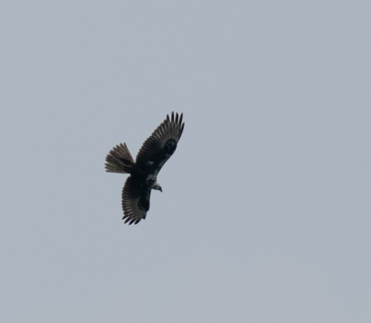 Eastern Marsh Harrier - ML646743079
