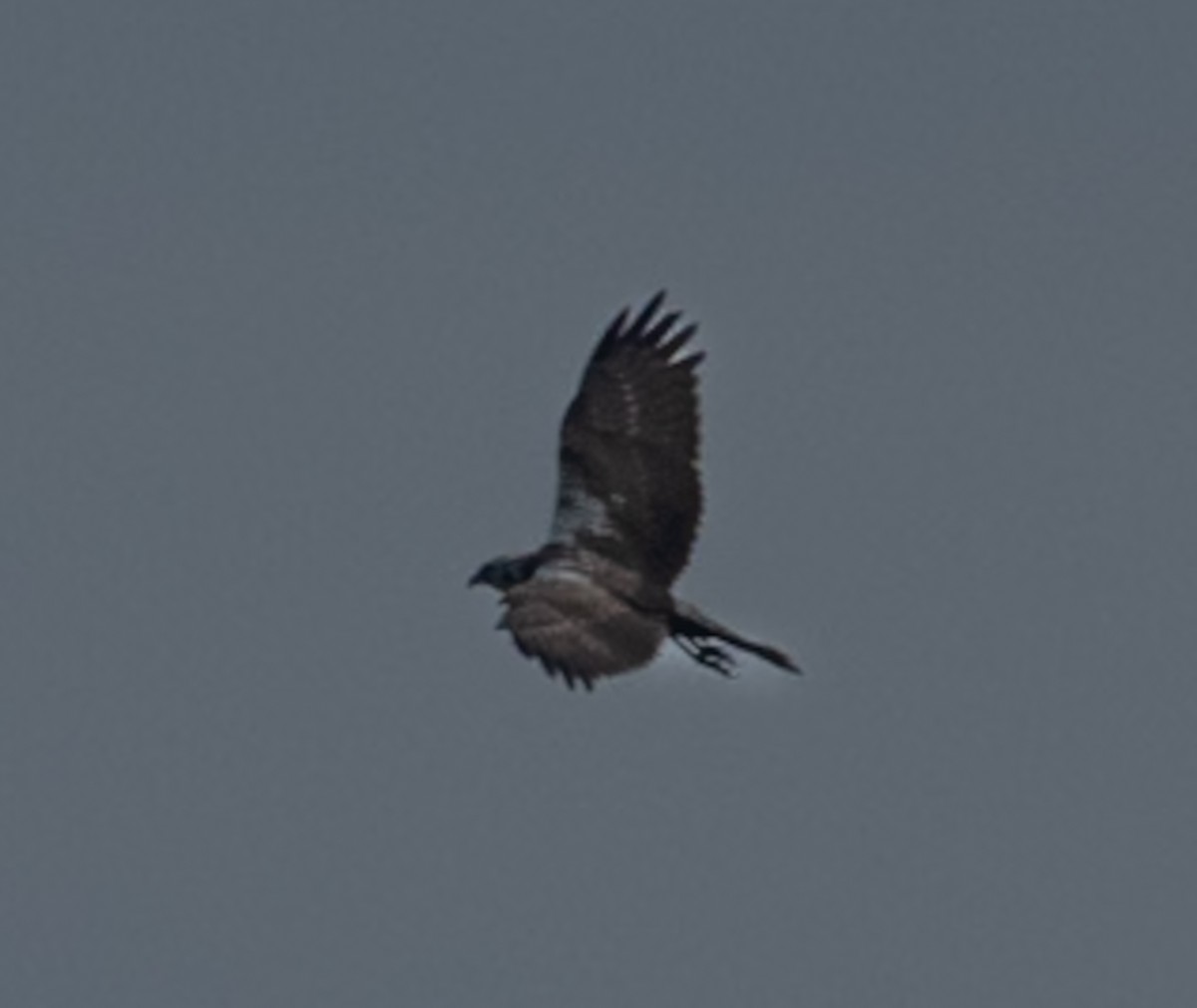 Eastern Marsh Harrier - ML646743080