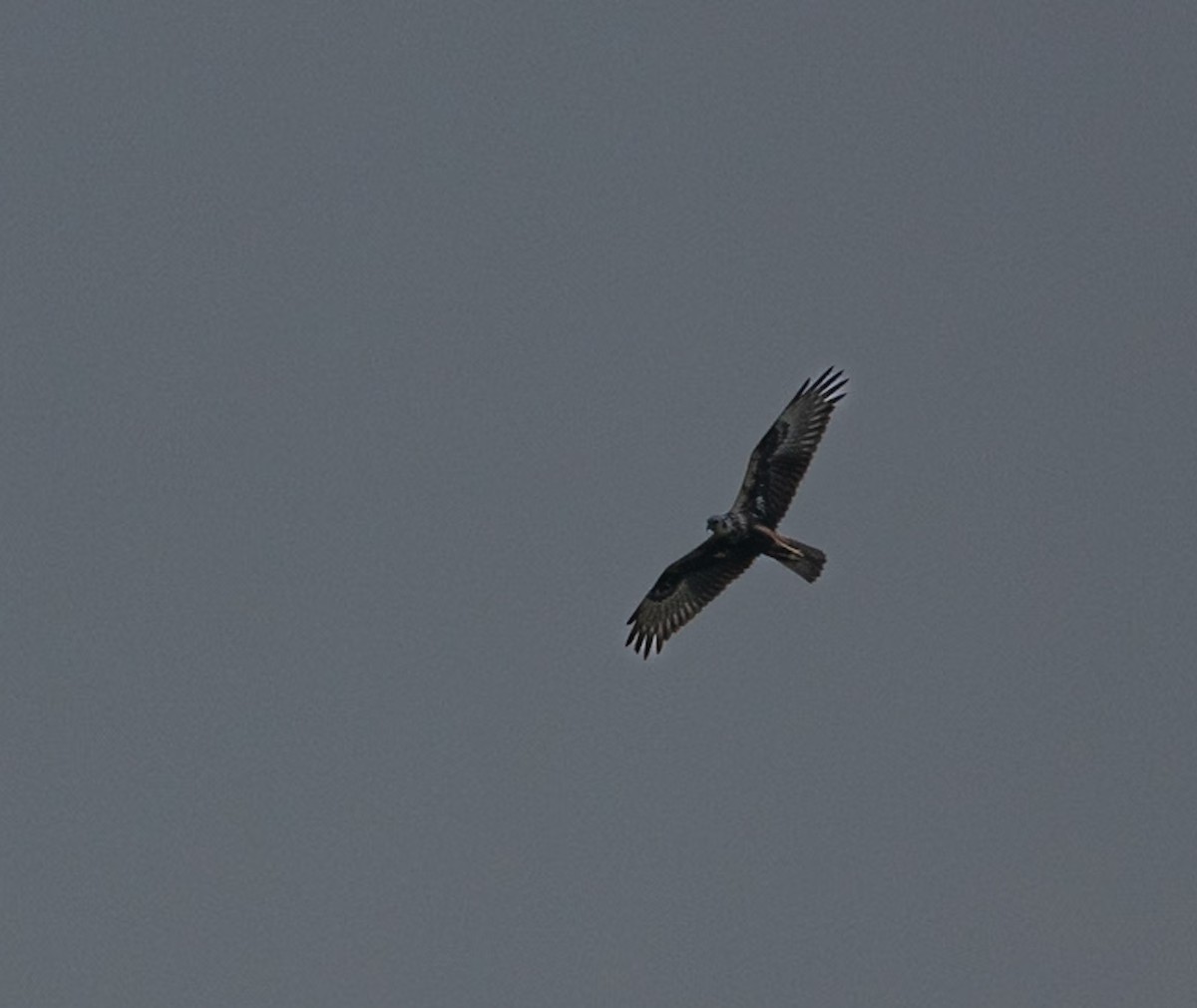 Eastern Marsh Harrier - ML646743081