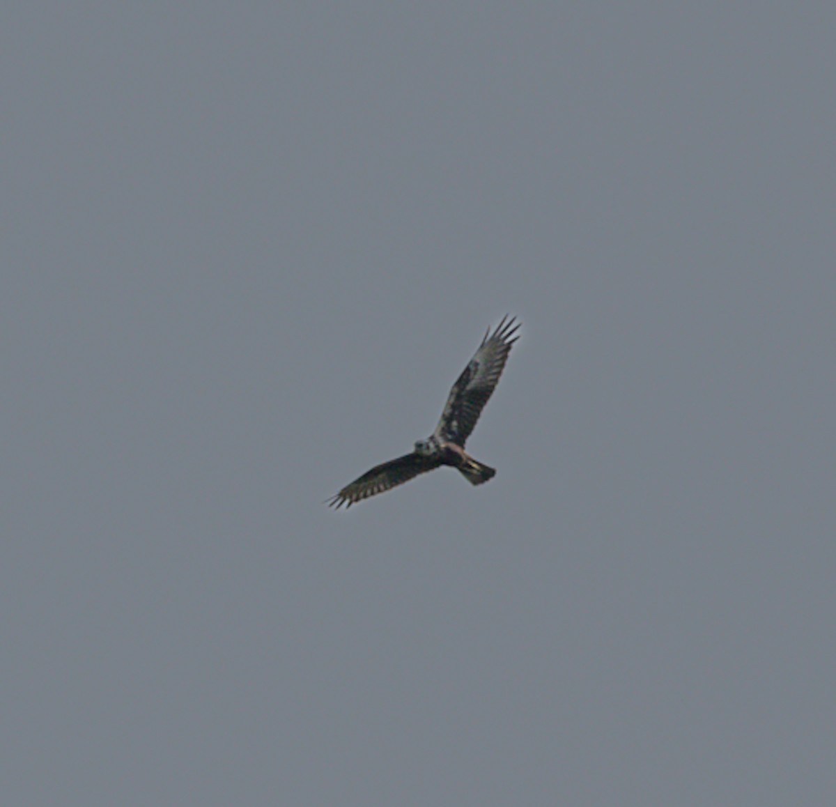 Eastern Marsh Harrier - ML646743082