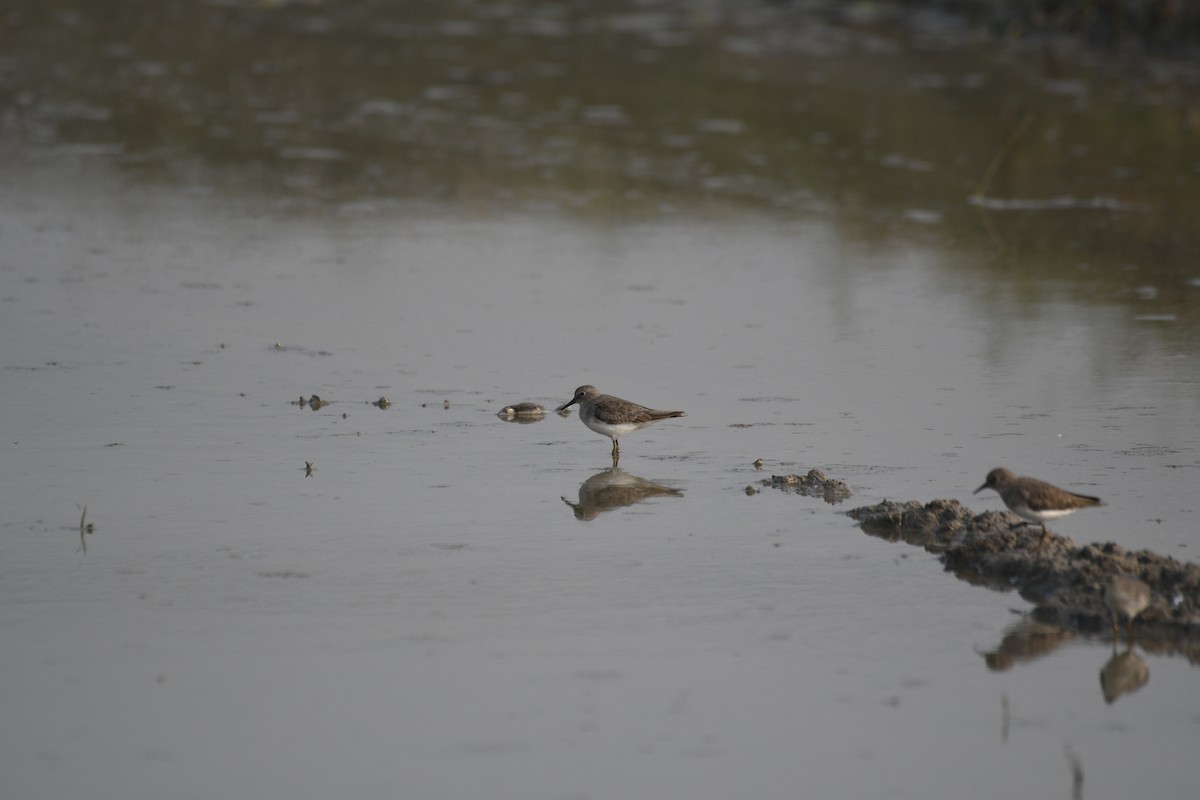 オジロトウネン - ML646743083