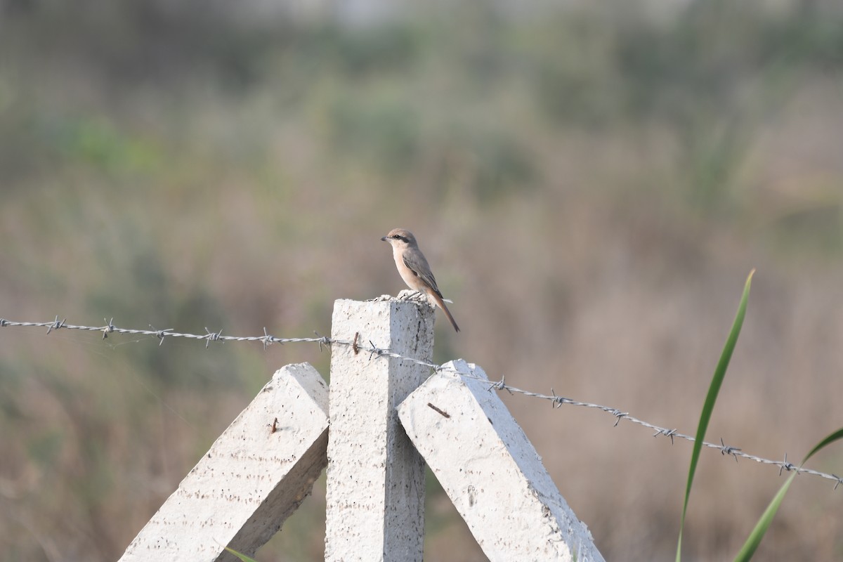 モウコアカモズ - ML646743084