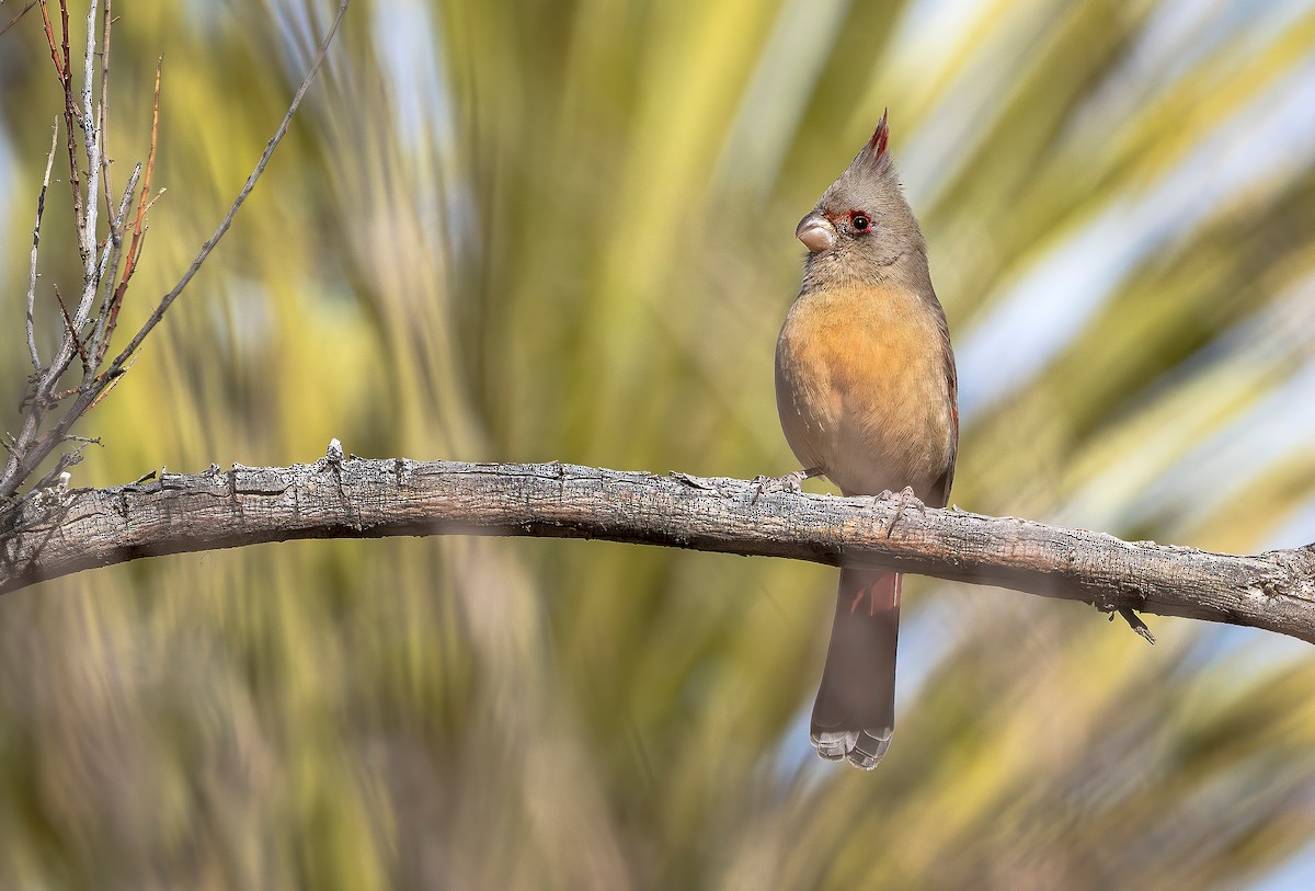 Pyrrhuloxia - ML646743085