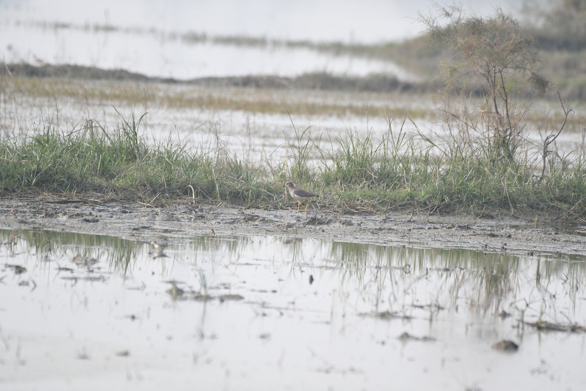 オジロゲリ - ML646743086