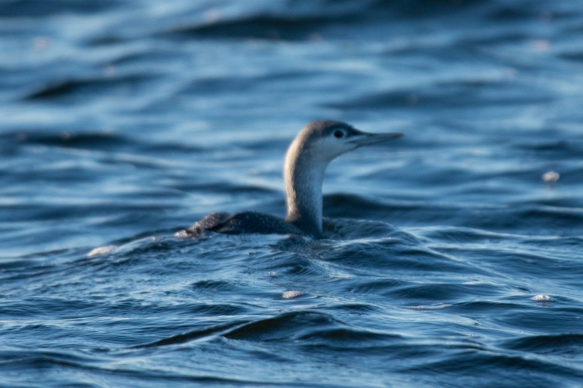 Colimbo Chico - ML646743087