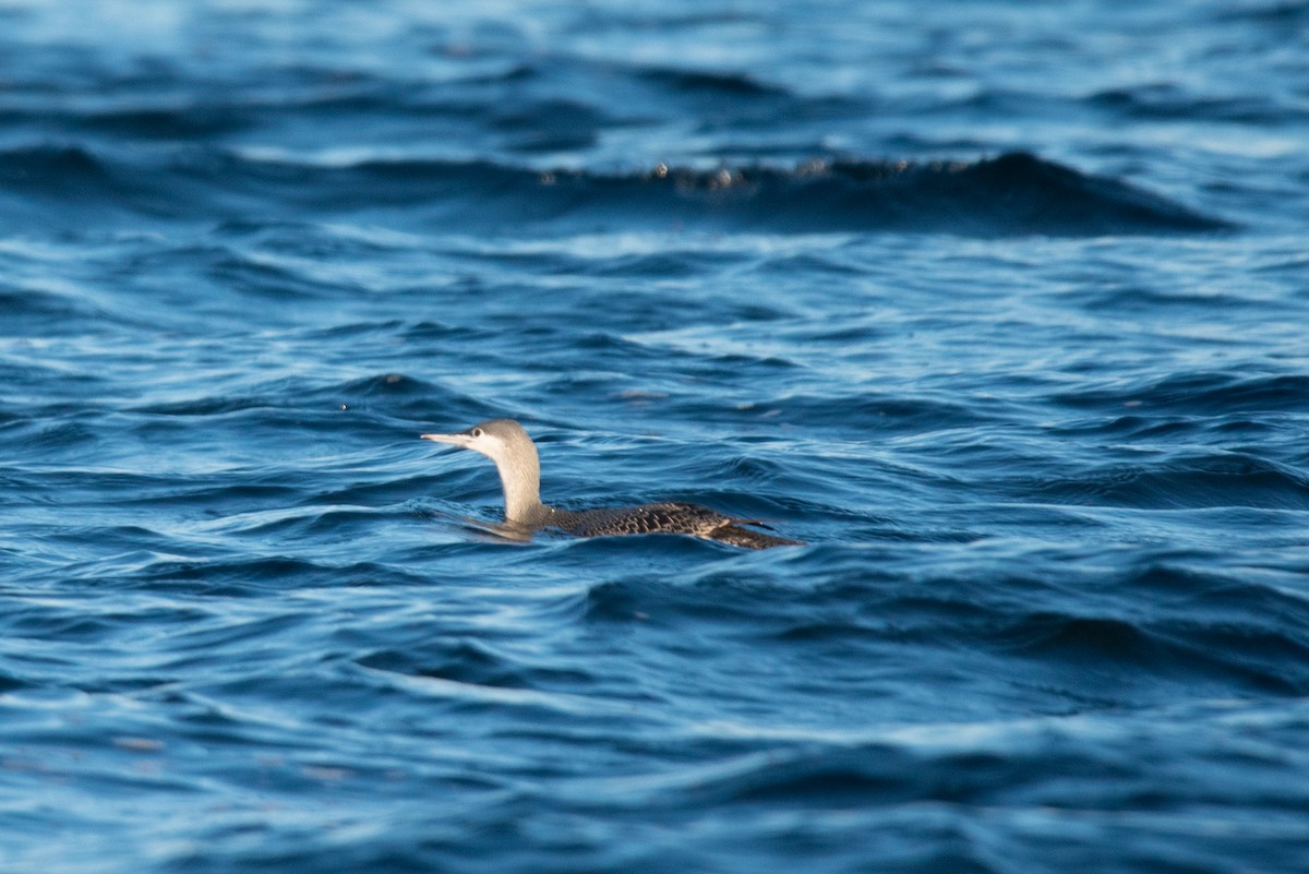 Colimbo Chico - ML646743088