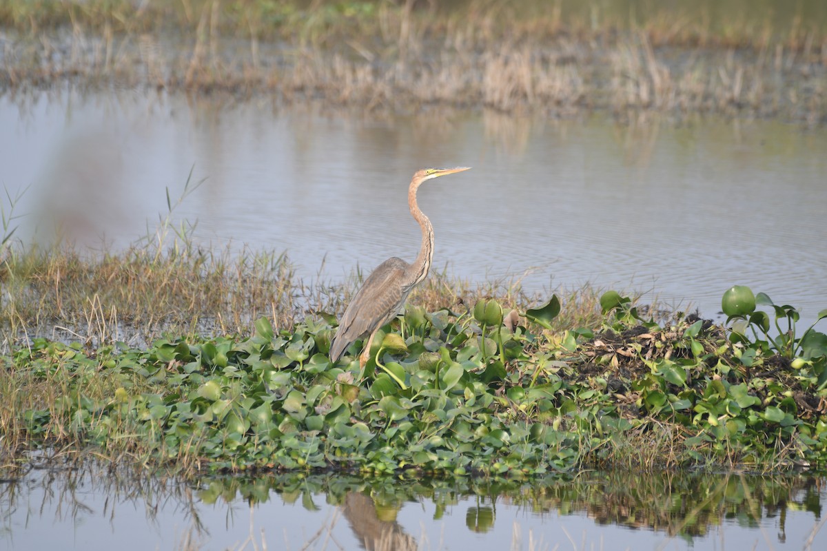 ムラサキサギ - ML646743090