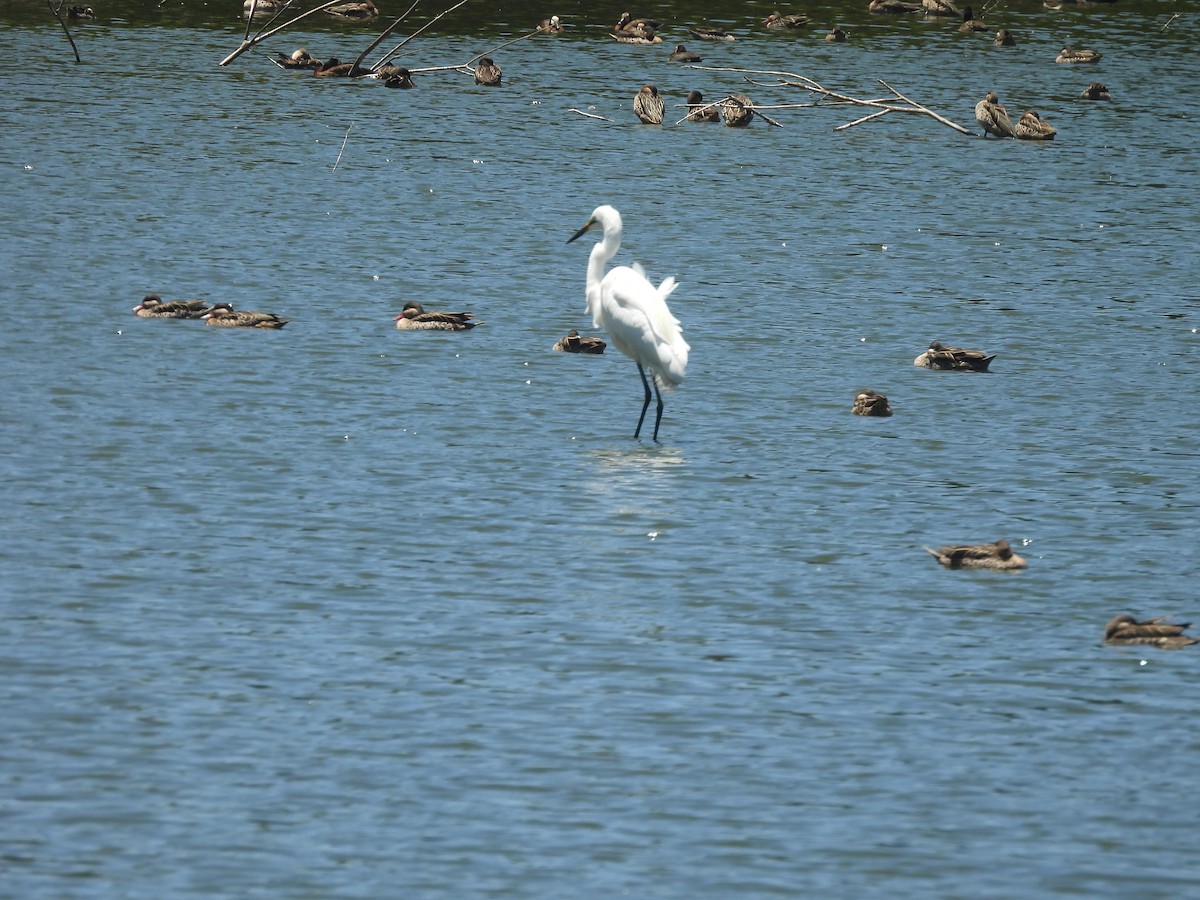 Малая белая цапля (dimorpha) - ML646743092