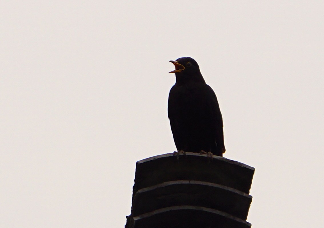 Merle de Chine - ML646743095