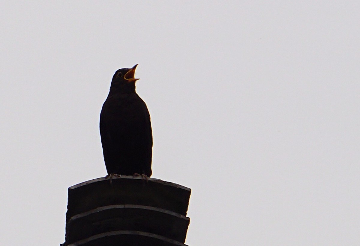 Merle de Chine - ML646743097