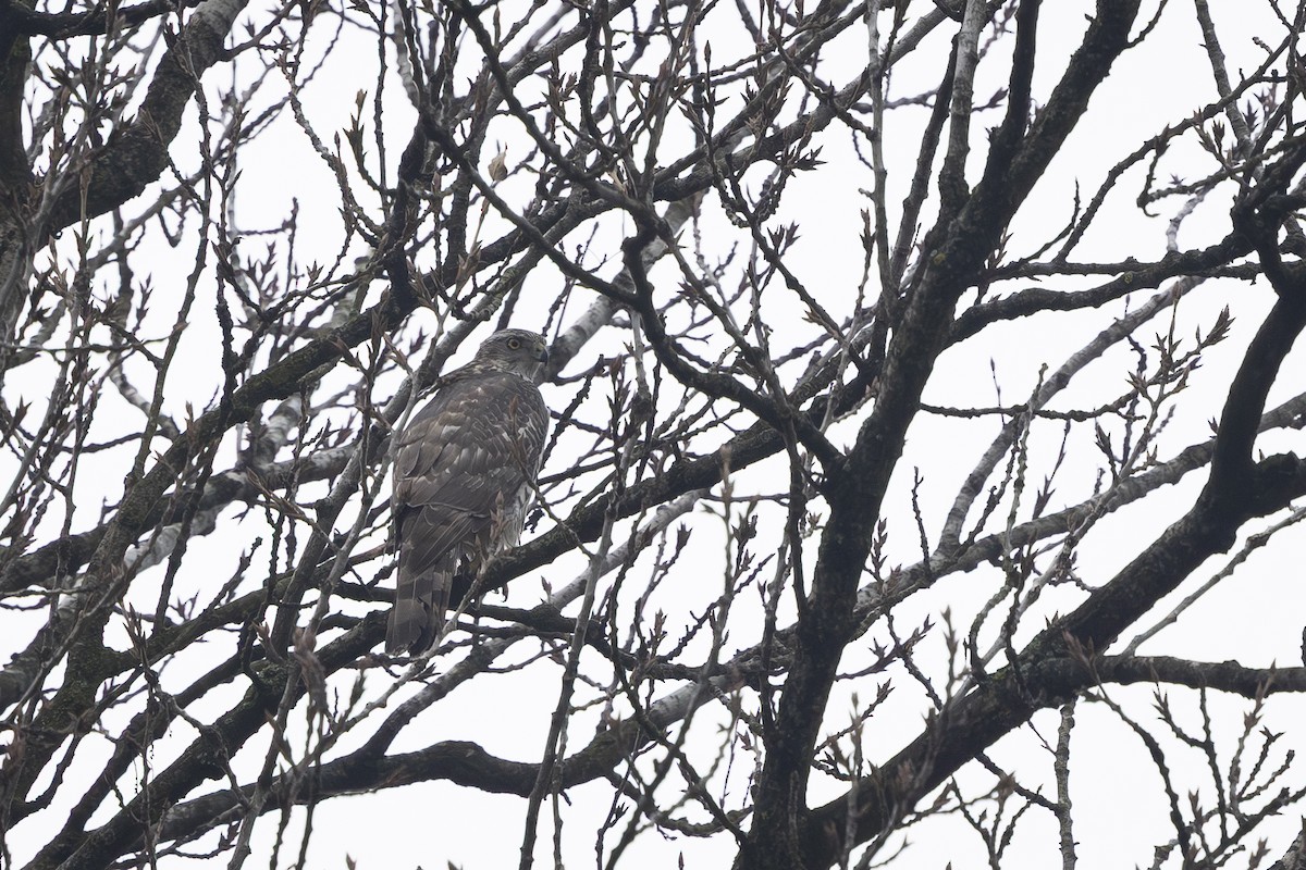 オオタカ - ML646743098