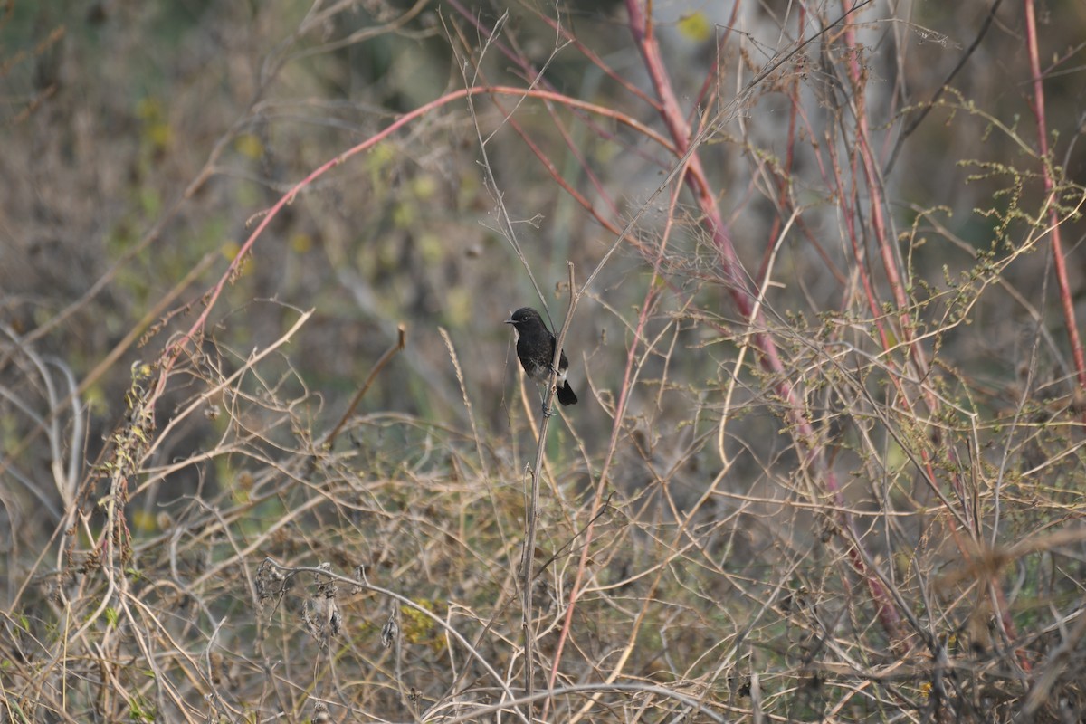 クロノビタキ - ML646743099