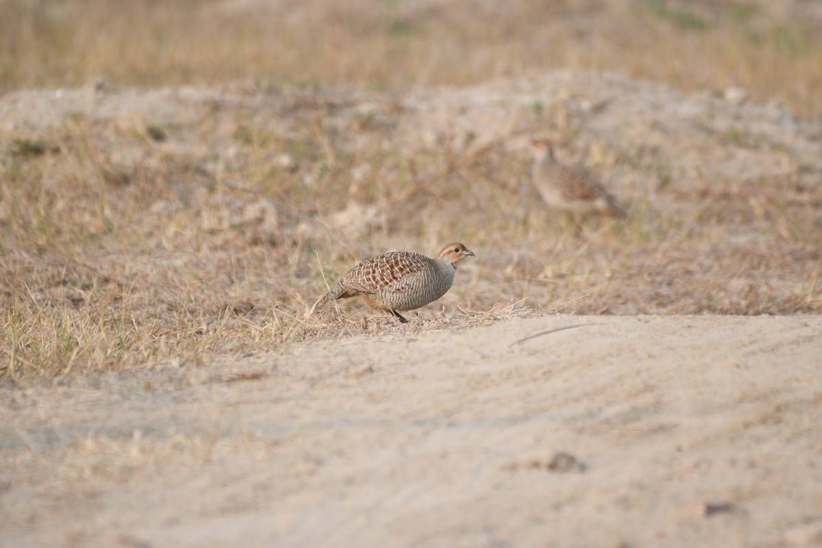 シマシャコ - ML646743101