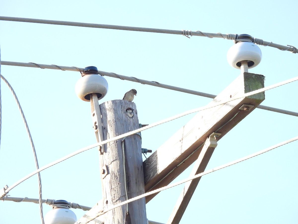 Домовый воробей - ML646743102