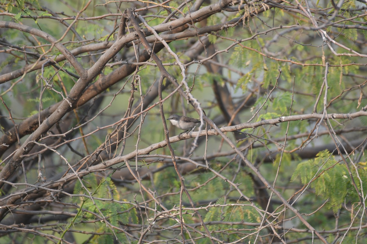 コノドジロムシクイ - ML646743104