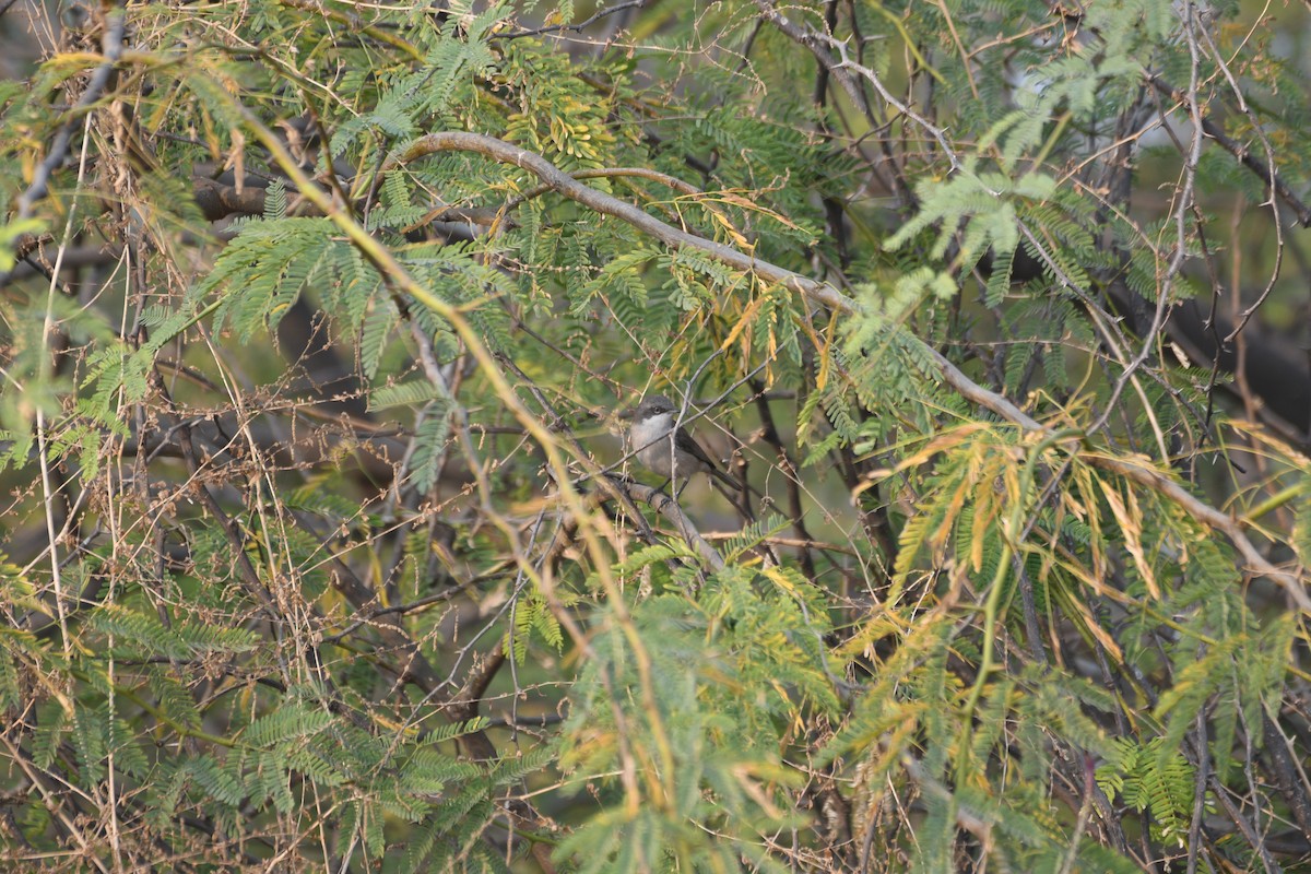 コノドジロムシクイ - ML646743105