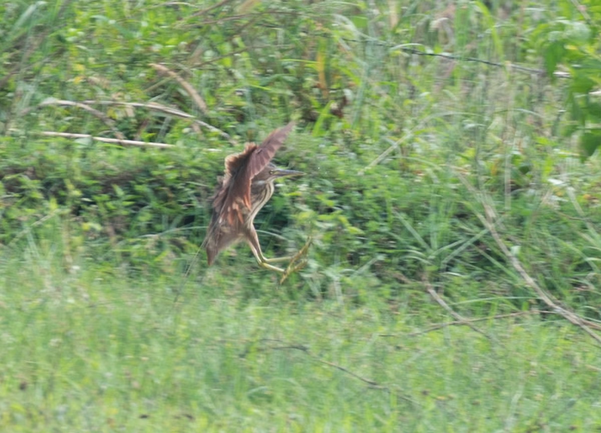 Cinnamon Bittern - ML646743106