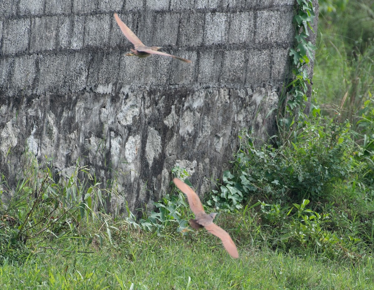 Cinnamon Bittern - ML646743107