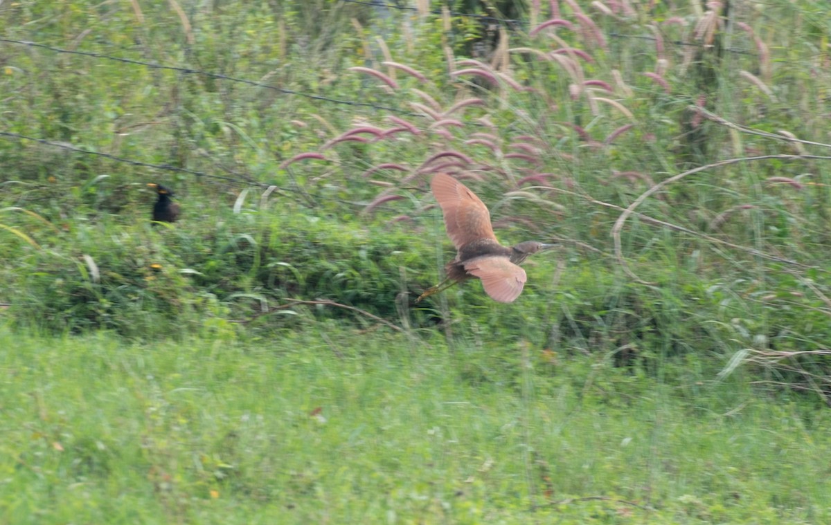 Cinnamon Bittern - ML646743108