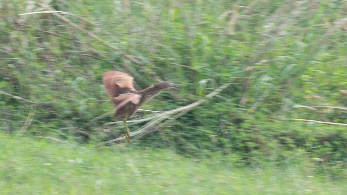 Cinnamon Bittern - ML646743109