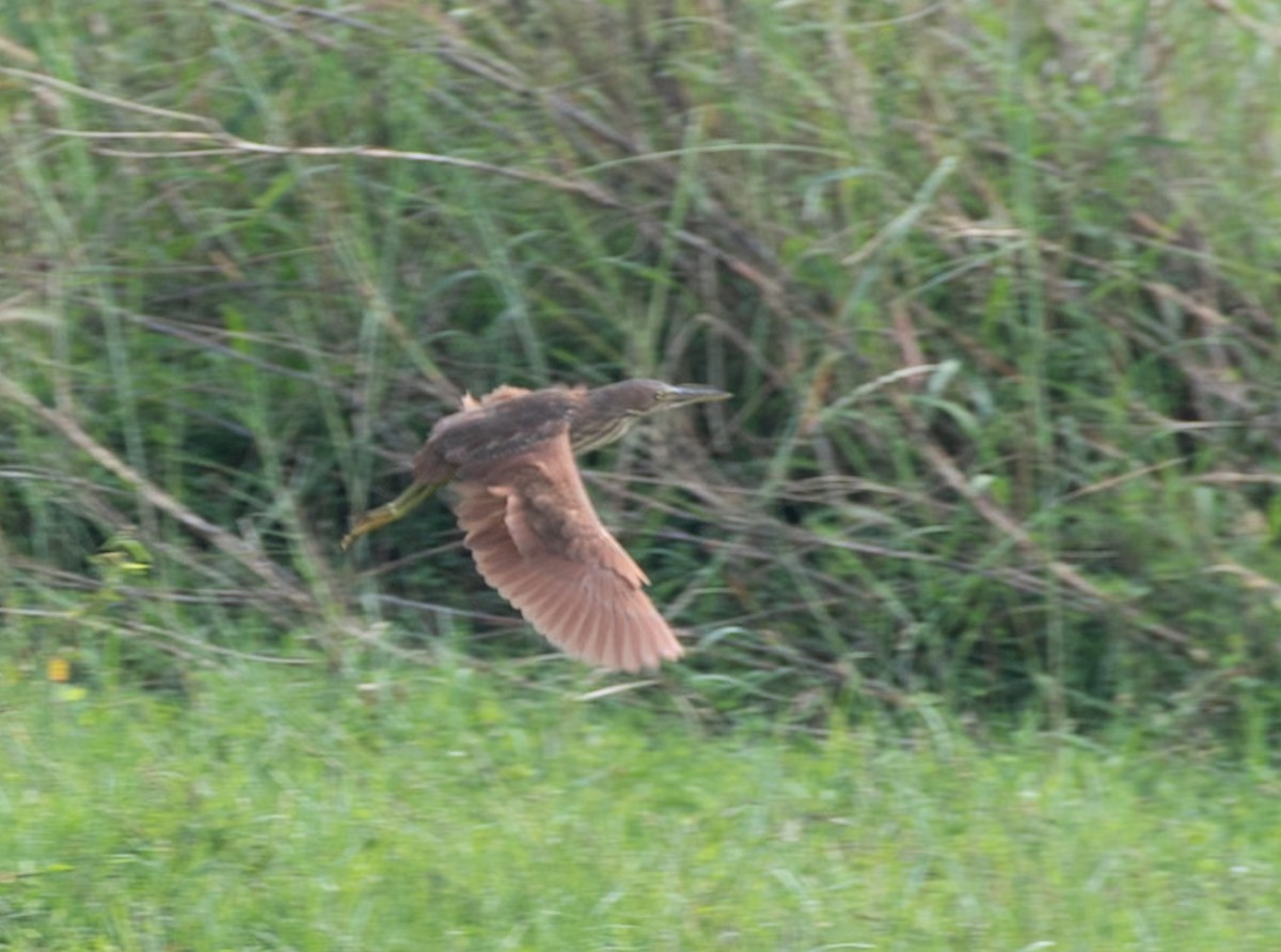 Cinnamon Bittern - ML646743110
