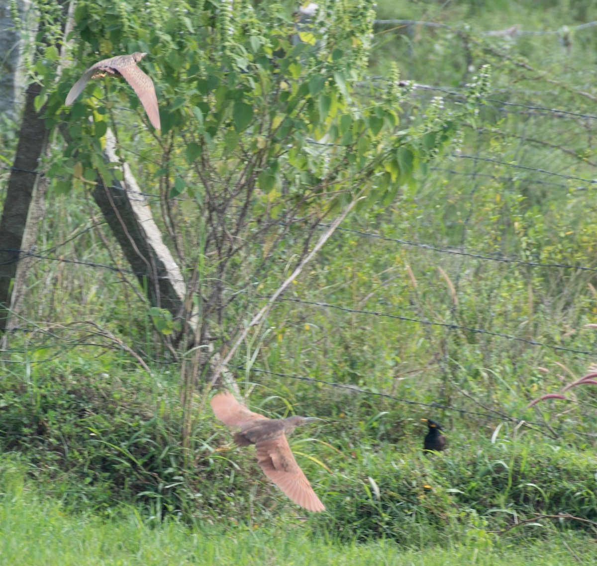 Cinnamon Bittern - ML646743111