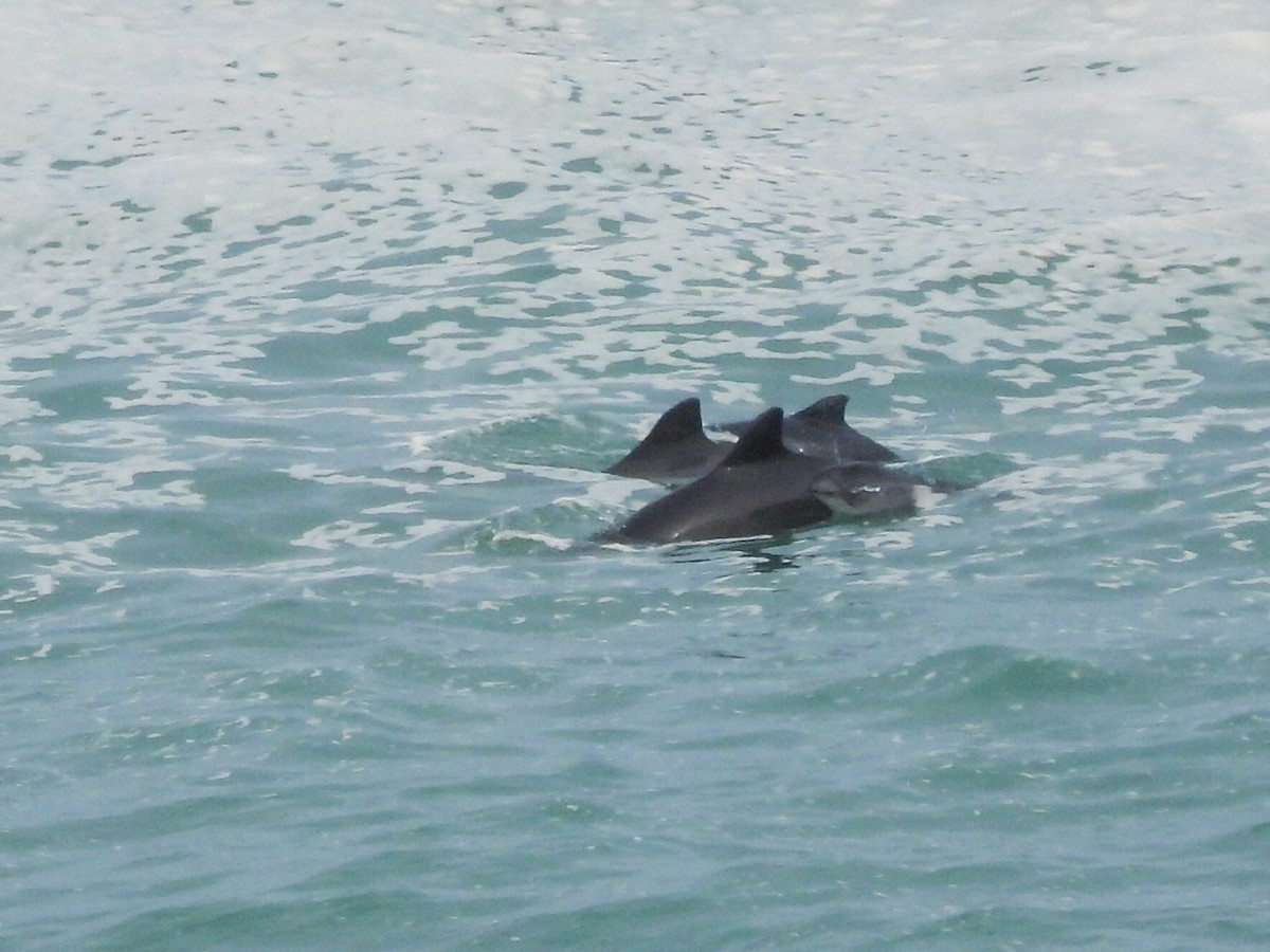 Обыкновенная морская свинья - ML646743113