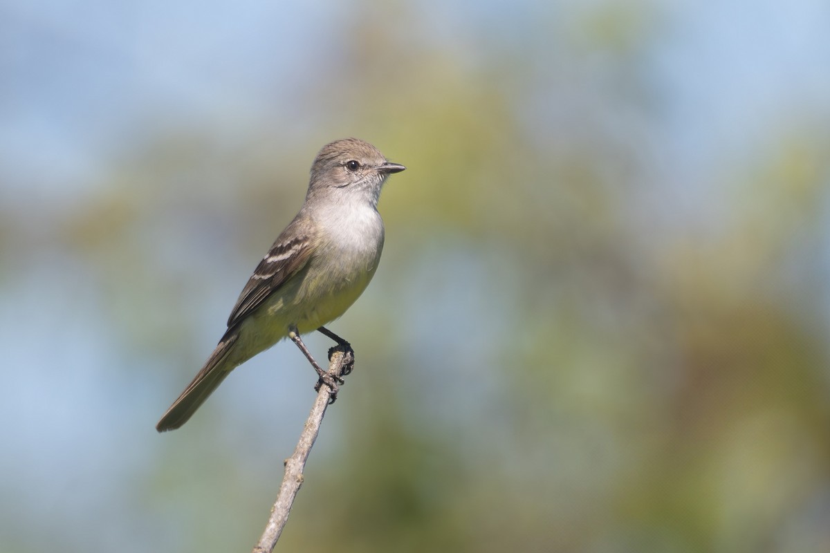 Mosquero Matorralero Sureño - ML646743117