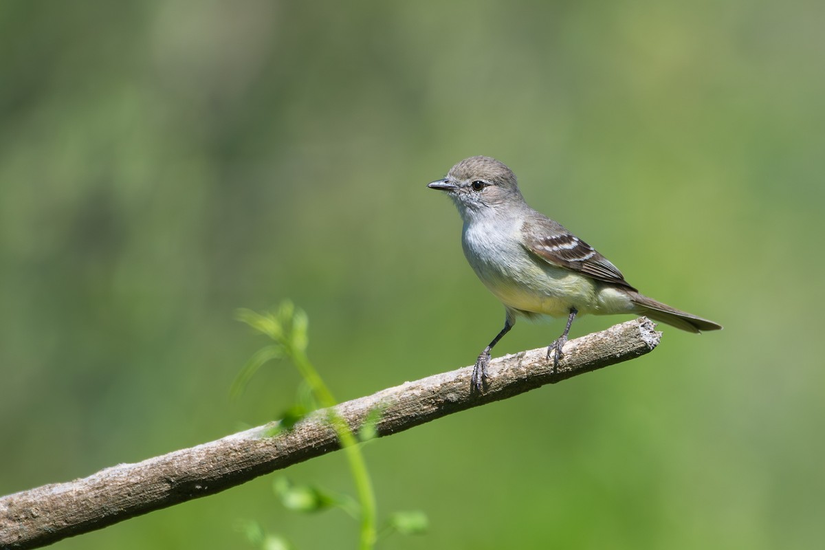 Mosquero Matorralero Sureño - ML646743118