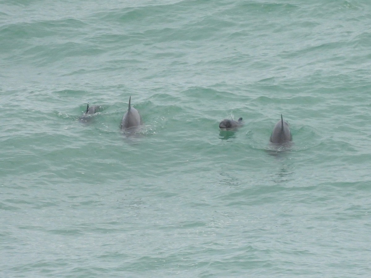 Обыкновенная морская свинья - ML646743119