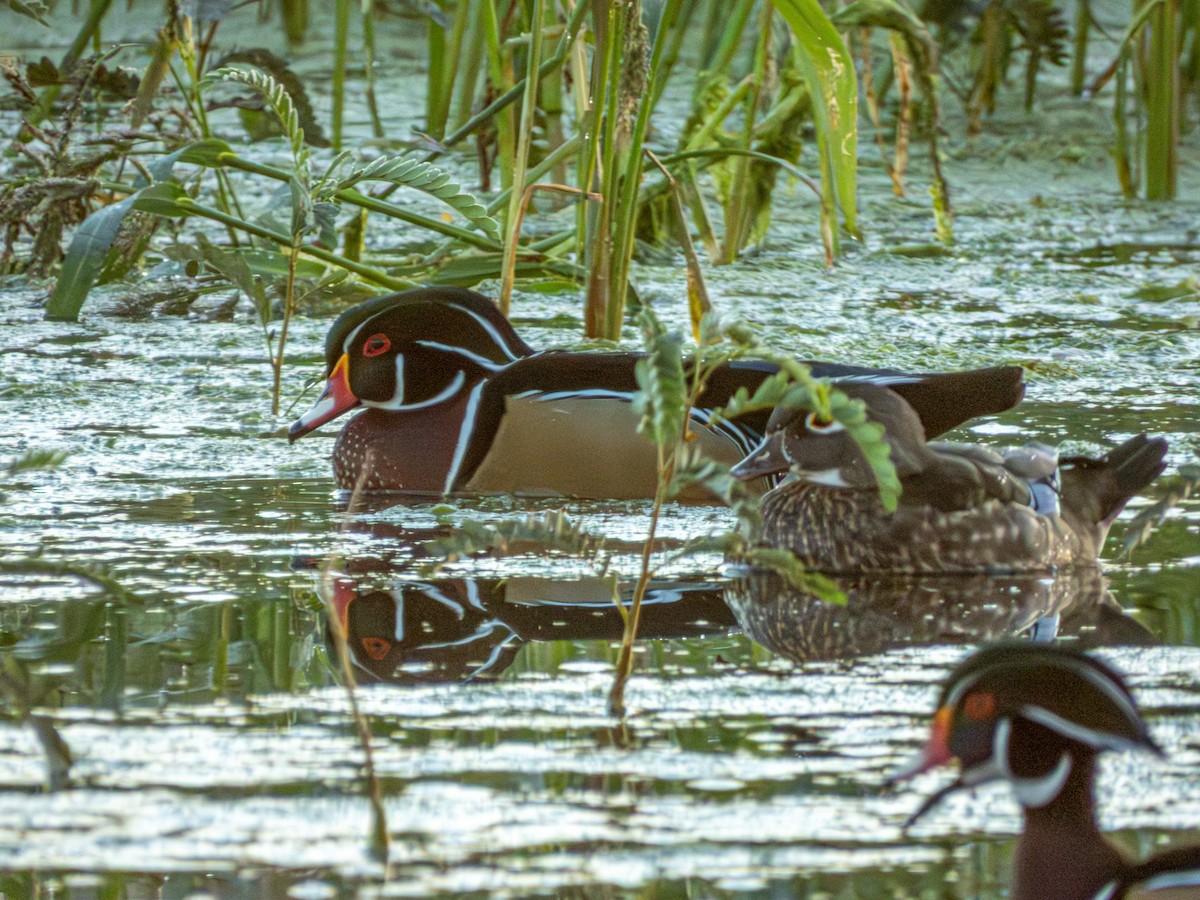 מנדרין אמריקני - ML646743122