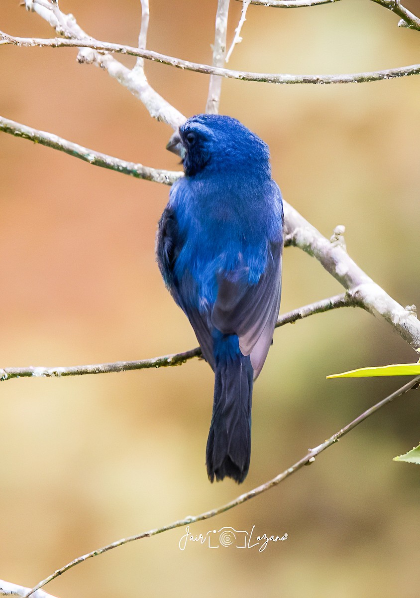 Ultramarine Grosbeak - ML646743123