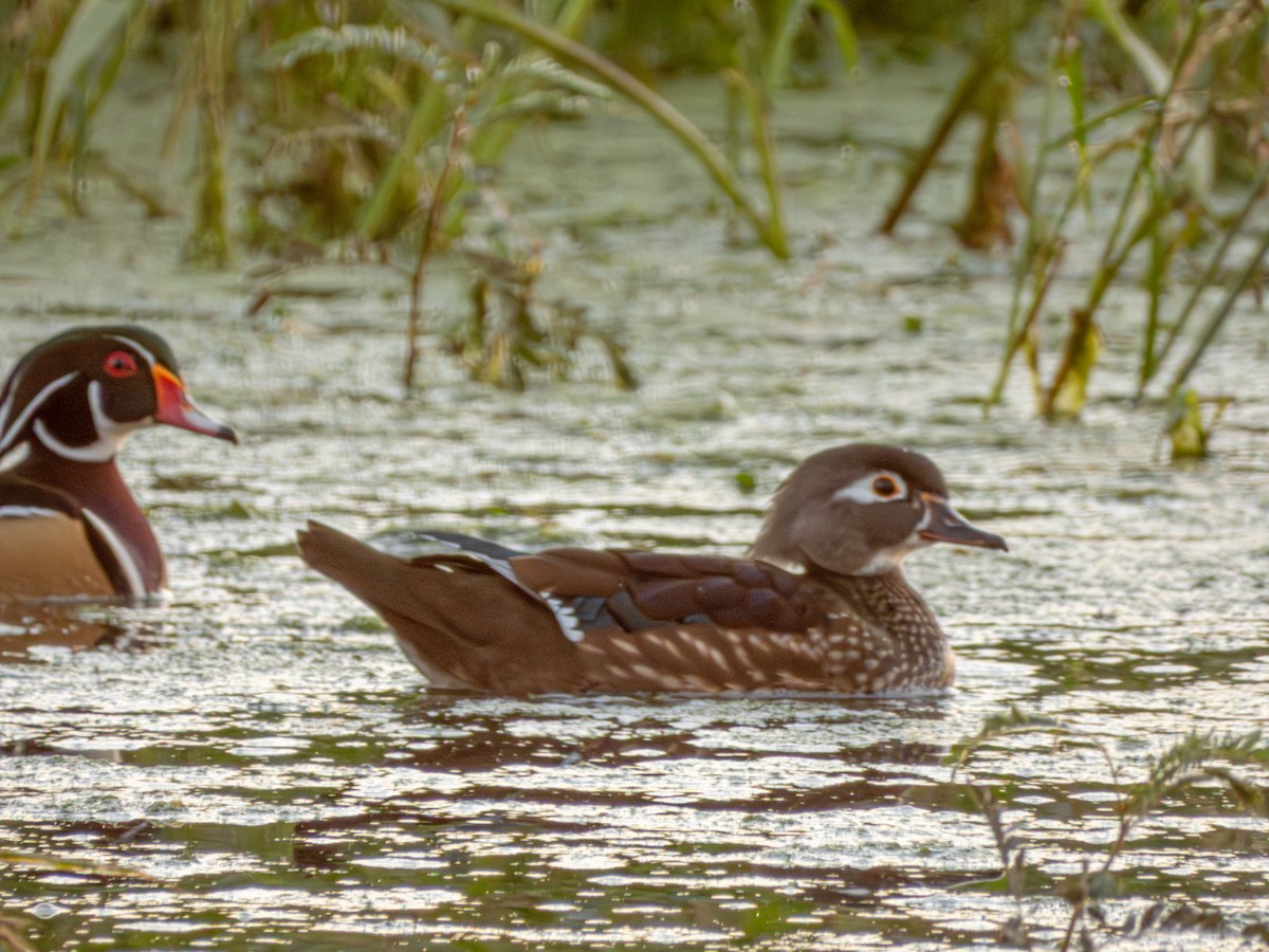מנדרין אמריקני - ML646743124