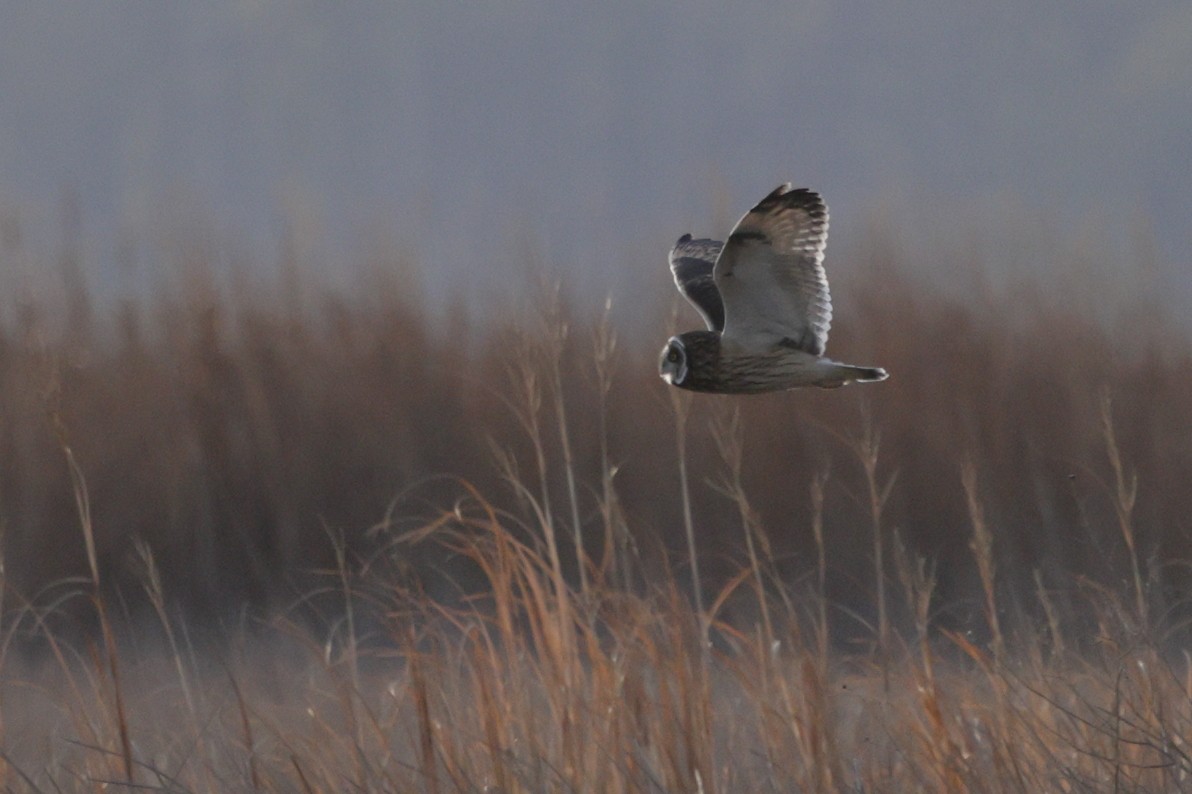 Short-eared Owl - ML646743129