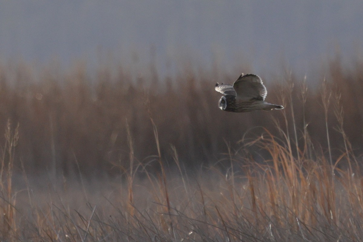 Short-eared Owl - ML646743130