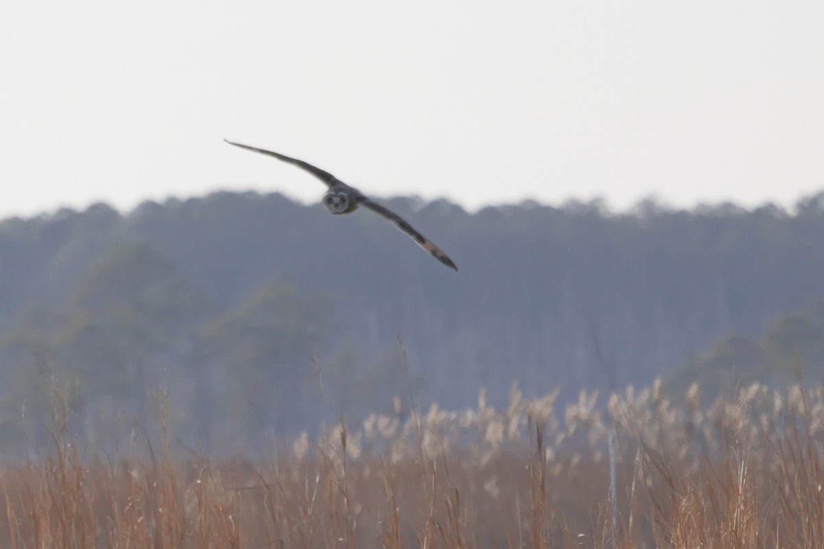 Short-eared Owl - ML646743131