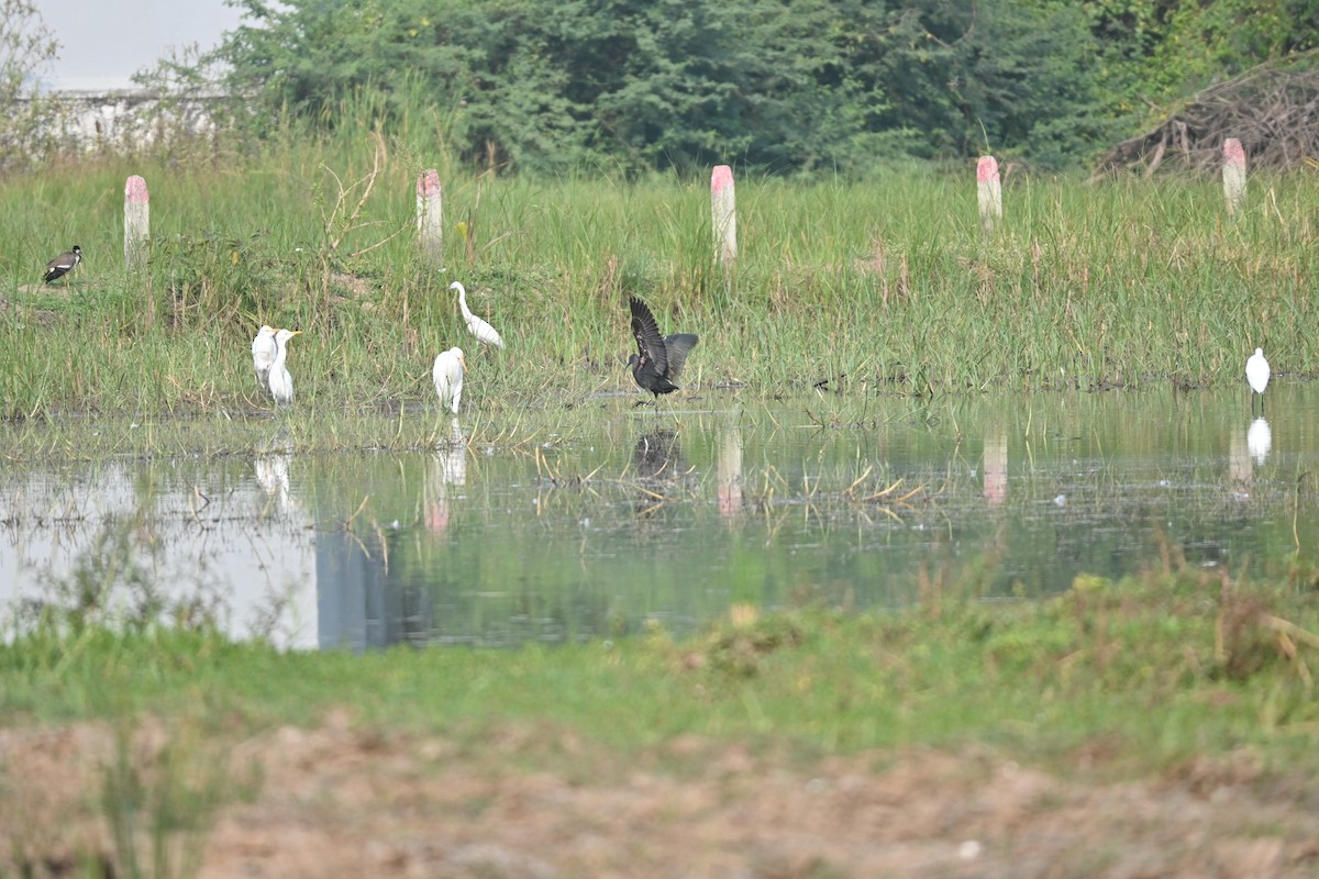 Glossy Ibis - ML646743133