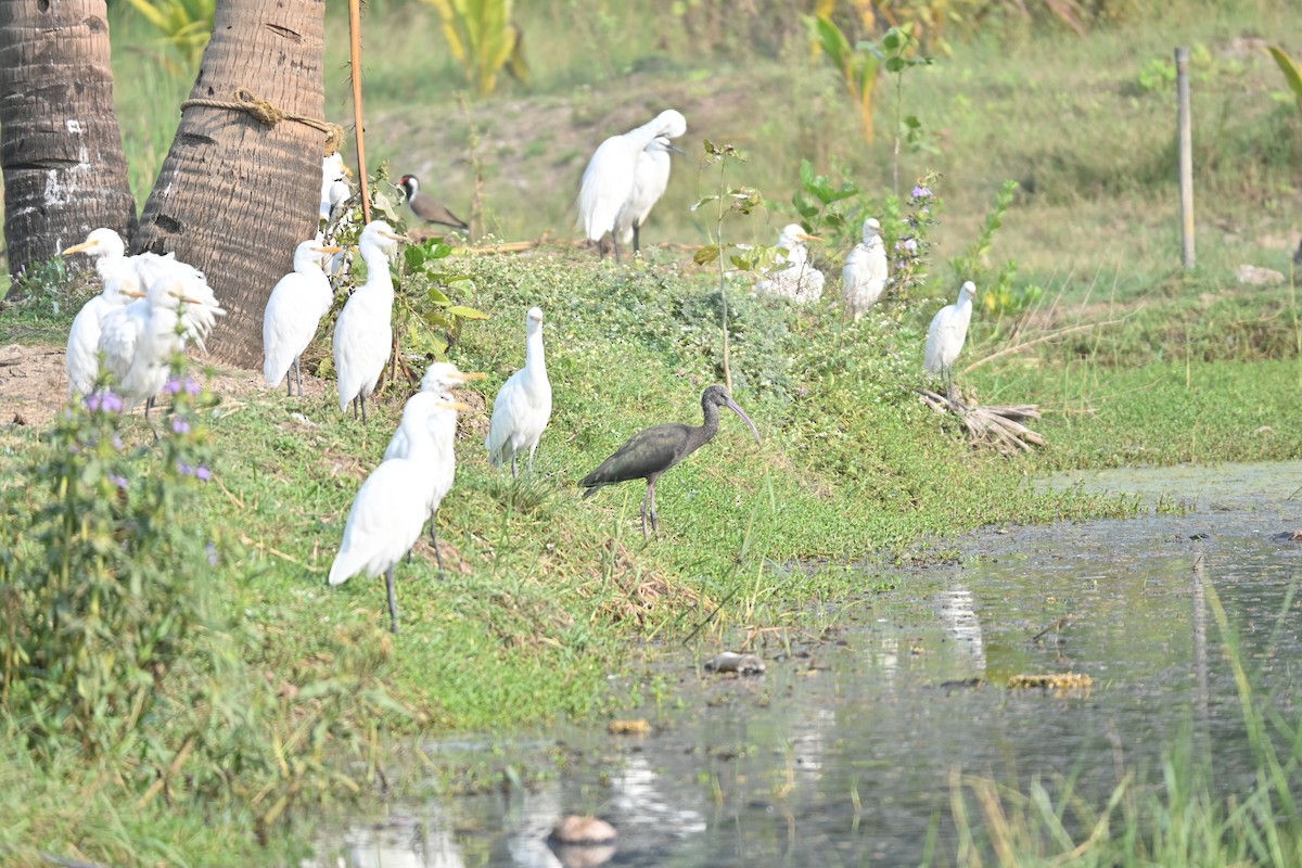 Glossy Ibis - ML646743134